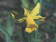 February Gold